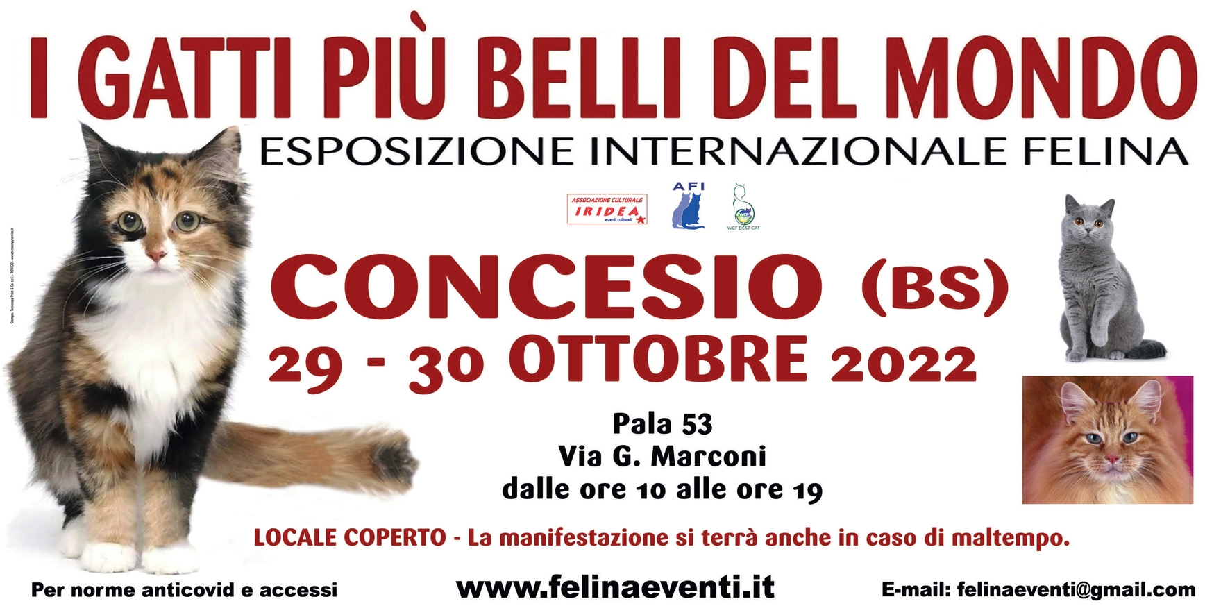 I GATTI PIU' BELLI DEL MONDO - ESPOSIZIONE INTERNAZIONALE FELINA a CONCESIO  BS -- 29 e 30 OTTOBRE 2022